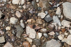 Euphydryas anicia brucei