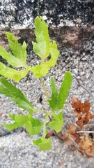 Lygodium japonicum