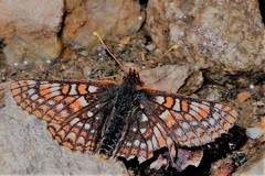 Euphydryas anicia brucei