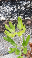 Lygodium japonicum