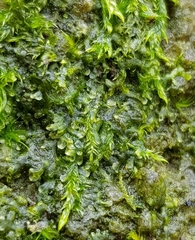 Metzgeria consanguinea
