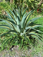 Agave desmettiana