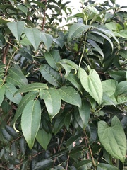 Sclerocroton integerrimus