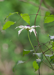 Clematis patens