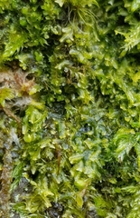 Metzgeria consanguinea