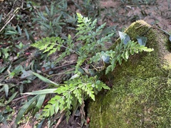 Asplenium aethiopicum