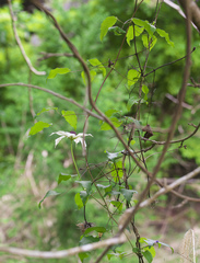 Clematis patens