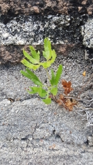 Lygodium japonicum