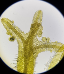 Metzgeria consanguinea