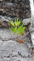 Lygodium japonicum