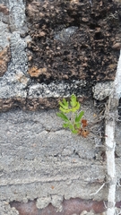 Lygodium japonicum