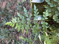 Asplenium aethiopicum
