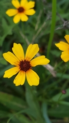 Coreopsis linifolia