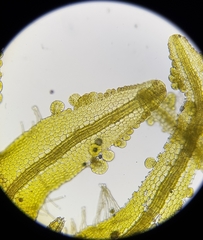 Metzgeria consanguinea