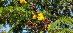 Peltophorum