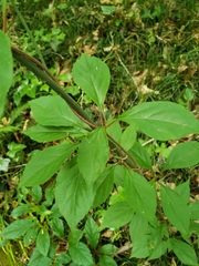 Schisandra glabra