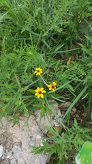 Coreopsis linifolia