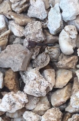 Odontomachus ruginodis