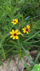 Coreopsis linifolia