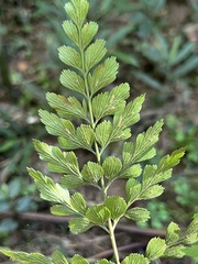 Asplenium aethiopicum