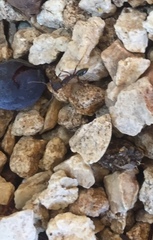 Odontomachus ruginodis