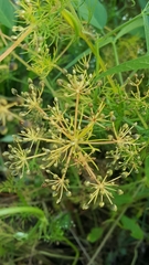 Apiales