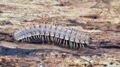 Polydesmus complanatus