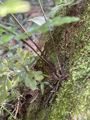 Asplenium aethiopicum