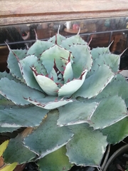 Agave potatorum