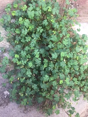 Oxalis