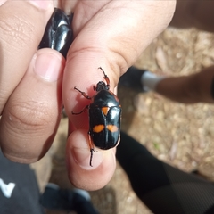 Heterorrhina paupera