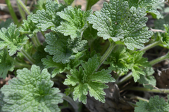 Leonurus quinquelobatus