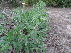 Centaurea valentina