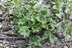 Leonurus quinquelobatus