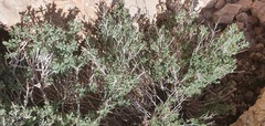 Teucrium leucocladum