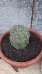 Euphorbia obesa