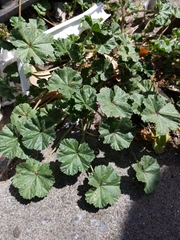 Malva neglecta