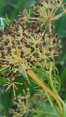Apiales