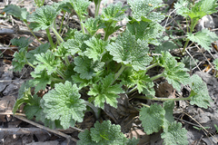 Leonurus quinquelobatus