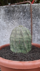 Euphorbia obesa