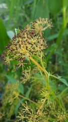 Apiales