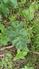Heracleum sphondylium sibiricum