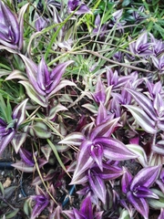Tradescantia zebrina zebrina