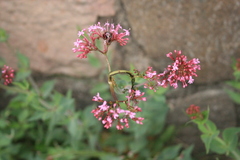 Oxythyrea funesta