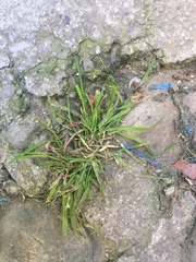 Poaceae