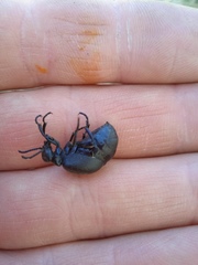 Meloe brevicollis