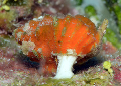 Favartia brevicula