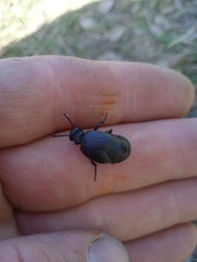 Meloe brevicollis