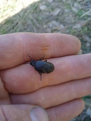 Meloe brevicollis