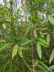 Phyllostachys makinoi